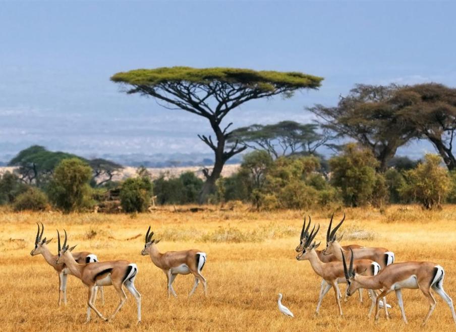 Amboseli-safaris