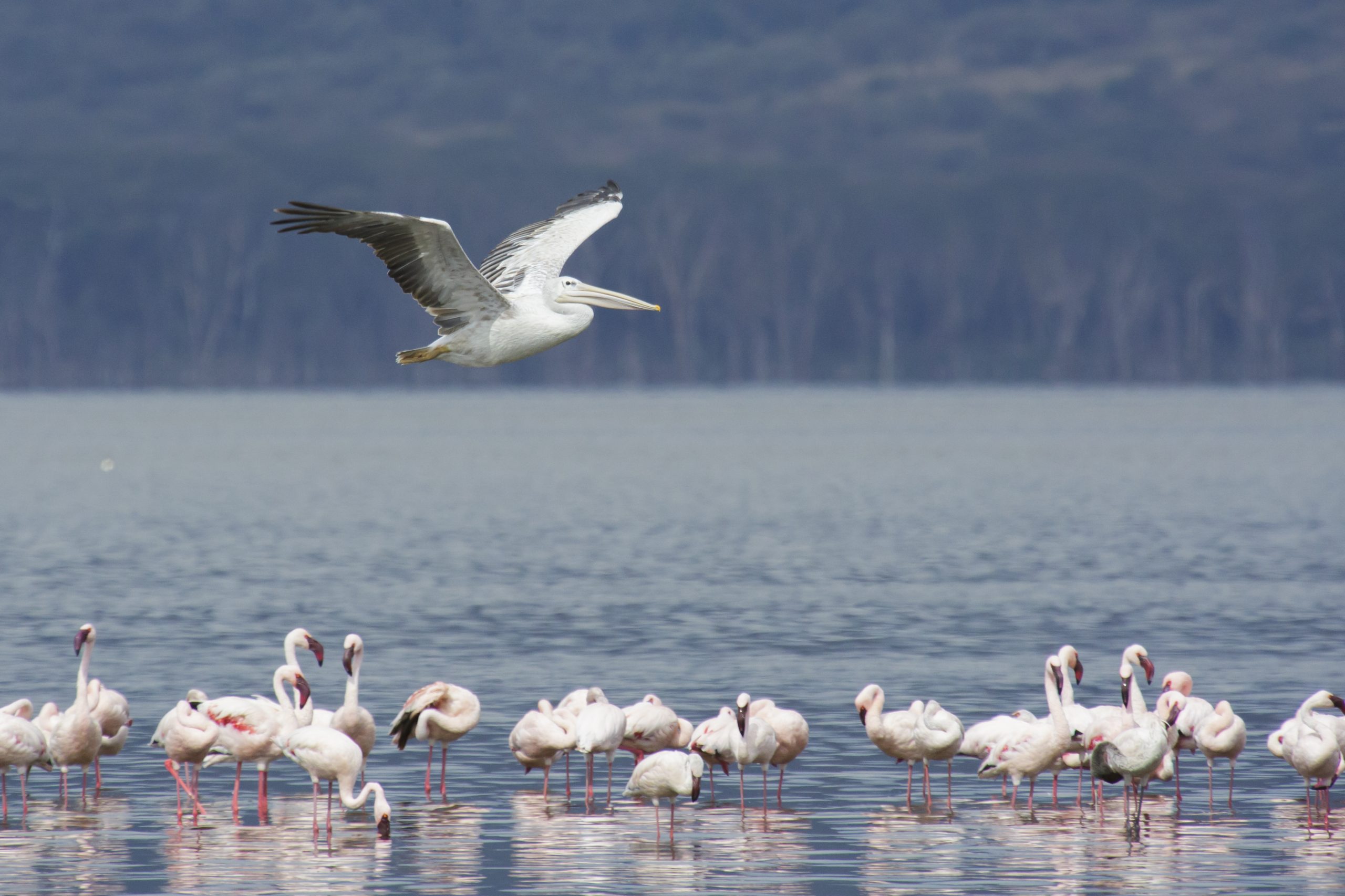 Lake_Nakuru_National_Park_06_-_great_white_pelican_Pelecanus_onocrotalus-pic-credit-Thomas-Fuhrmann-scaled