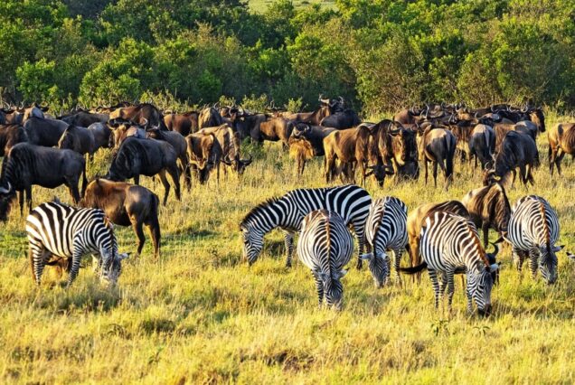 Maasai Mara Daily Departures