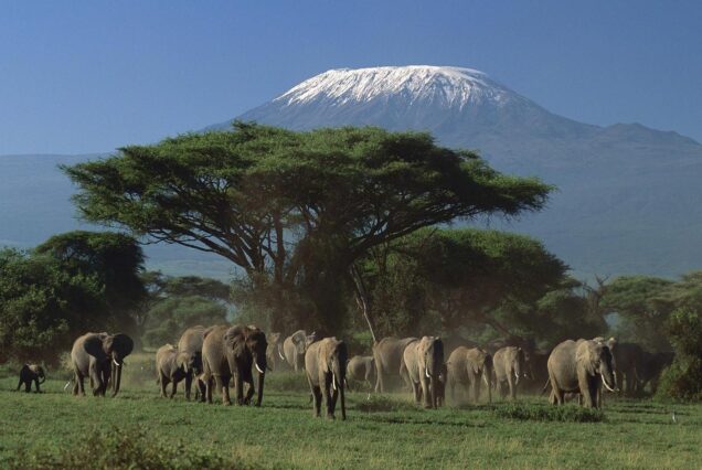 Amboseli - Bush Deals